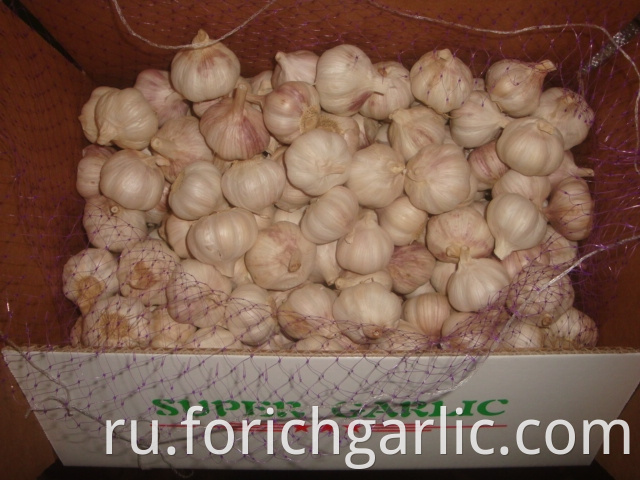 4 5cm Normal White Garlic